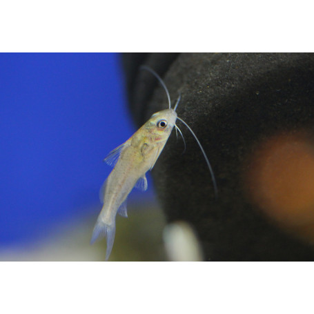 Kirys Brachyrhamdia