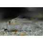 Kirys Brachyrhamdia