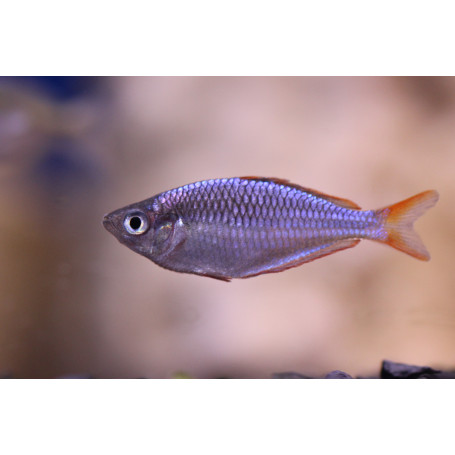Tęczanka Neonowa