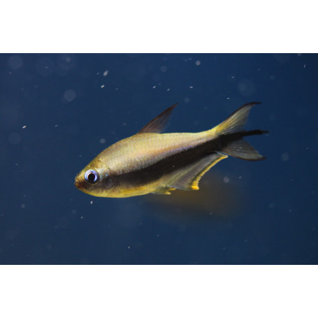 Tetra Cesarska