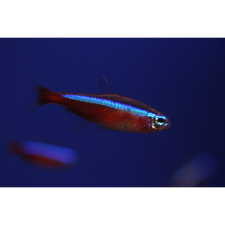 Neon Czerwony
