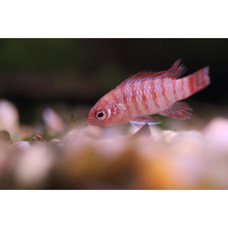 Badis Bengalski
