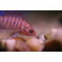 Badis Bengalski